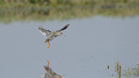 A redshank coming in to land over a pool of water on a marsh