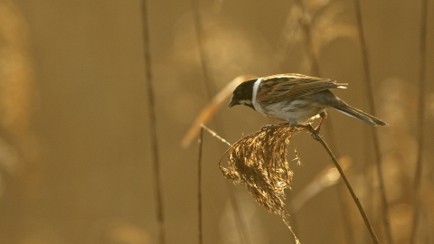 A male reed bunting perched on the tip of a reed at sunset