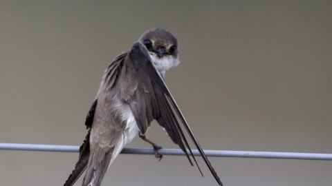 A sand martin sitting on a telephone wire and preening