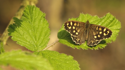 A speckled wood butterfly basking on a leaf in the sunshine