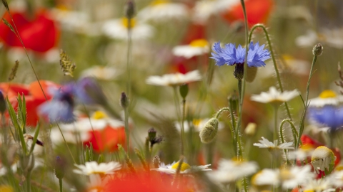 wildflower meadow by Paul Hobson