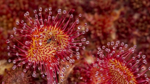 Close-up of the carniverous plant, round-leaved sundew, with a fly stuck to it
