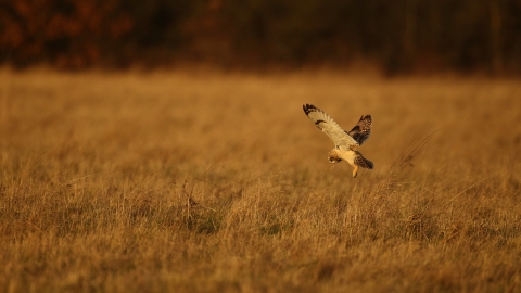 A short-eared owl hovering as it hunts over grassland