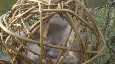 A willow ball made by children during a workshop at Heysham