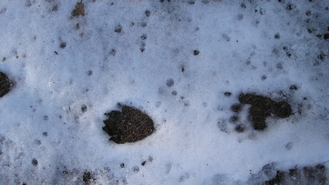 Badger tracks in snow