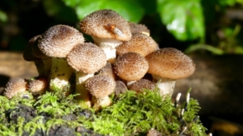 Woodland Fungi