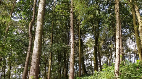Trees in the woodland in Cuerden Valley Park