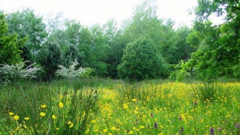 Scutcher’s Acres