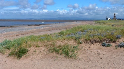Grass and wildflowers growing on Fleetwood beach