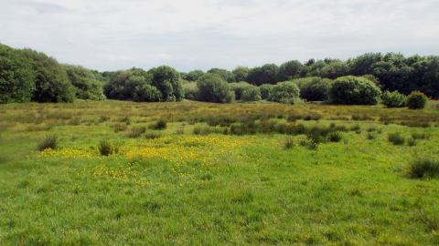 The hay meadow at Kirkless Local Nature Reserve peppered with bright yellow flowers