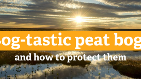 Bog-tastic: why (peat)bogs are brilliant and what we can do to protect them