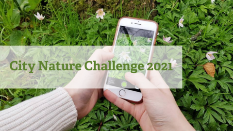 City Nature Challenge