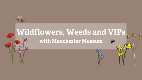 Wildflowers, Weeds and VIPs with Manchester Museum