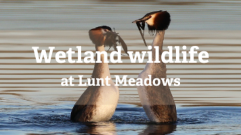 A pair of great crested grebes passing each other pond weed during their mating dance