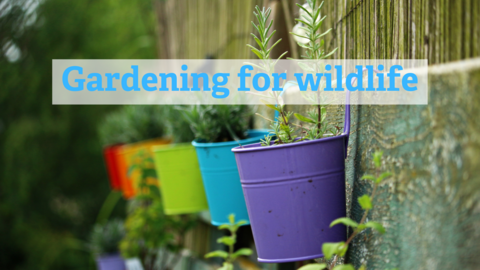 Gardening for wildlife