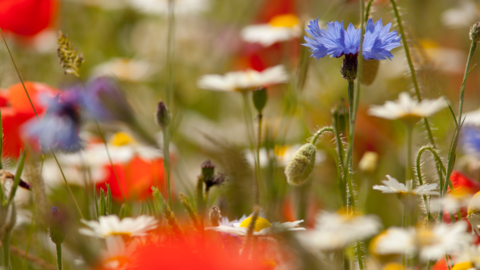 Wildflowers by Paul Hobson
