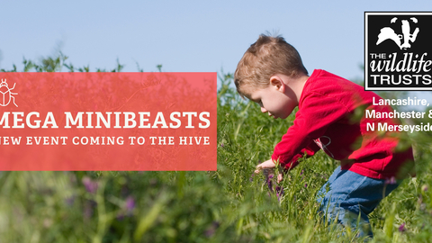 mini beasts