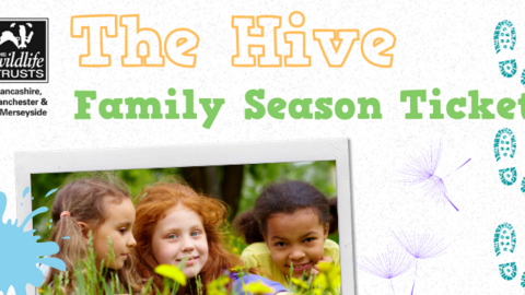 Hive Season Ticket