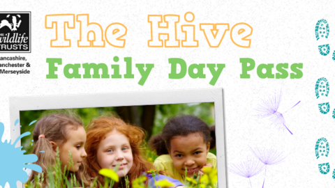 Hive Day Pass
