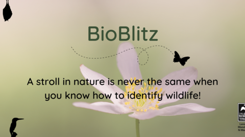 BioBlitz