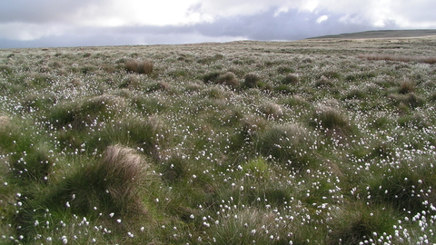 Cotton grass on Rivington Moor 