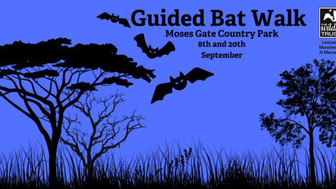 bat walk