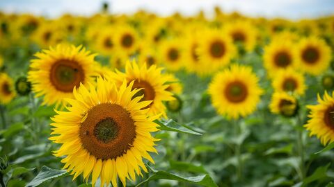 Sunflowers