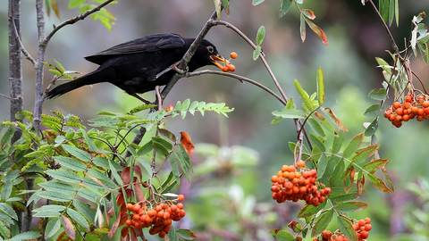 Blackbird feeding on rowan berries