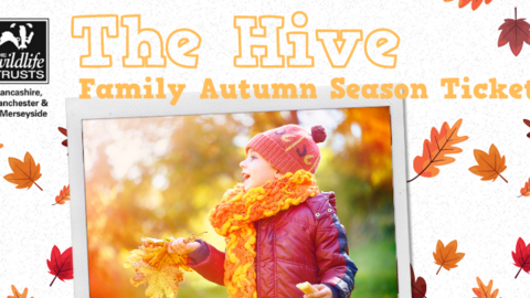 The Hive Autumn Season Ticket
