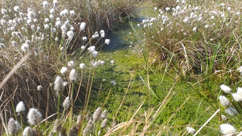 Peatland habitat with green sphagnum moss and white cotton-grass seed heads