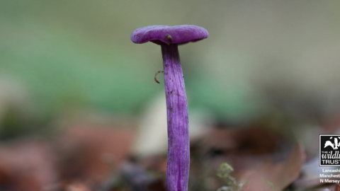 Mushroom