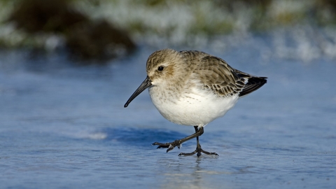 Dunlin standing on ice 