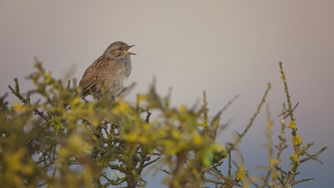 A dunnock sits on top of a bush and sings