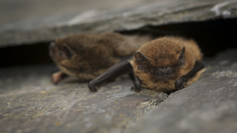Common pipistrelle bat
