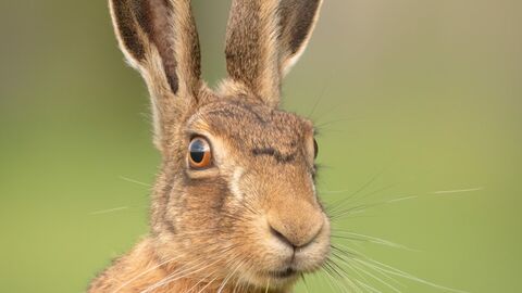 Brown Hare