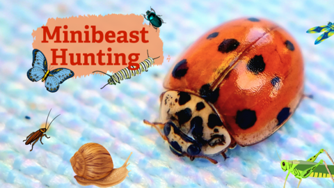 Minibeast Hunting in the Fylde Sand Dunes