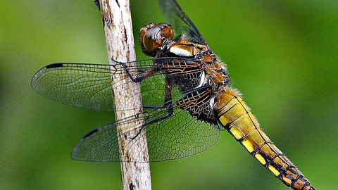 Male Broad Bodied Chaser