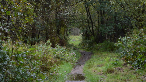 Longworth Clough woodland