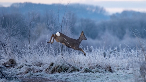 A deer at Brockholes by Stephen Melling