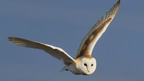 A barn owl against a blue sky at Lunt Meadows. Image by Kevin Hall