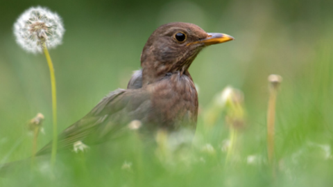 A blackbird sits in a lawn surrounded by dandelions