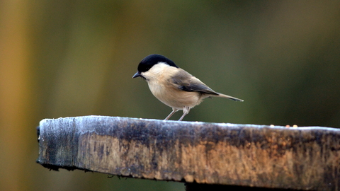 Willow Tit by Adam Jones