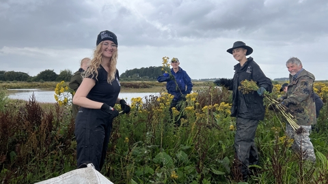 Ragwort pulling at Lunt Meadows
