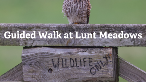 A kestrel sits above a wooden sign saying 'wildlife only'