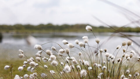 Fluffy hare's tail cotton grass on Little Woolden Moss