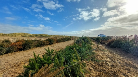 Christmas Tree Planting 2022