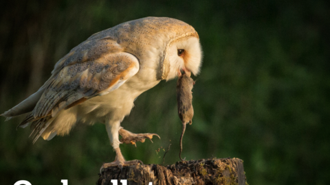 A barn owl stands on a tree stump with a mouse in its beak. The words owl pellet workshop are written over the photo.