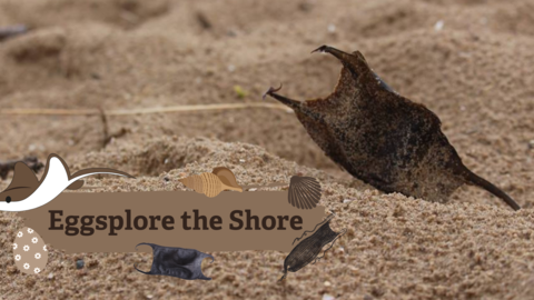 Eggsplore the Shore