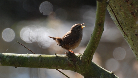 A wren singing on a tree branch