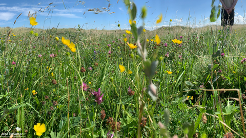 Wildflowers on Lytham St Anne's LNR (C) Jess Newman